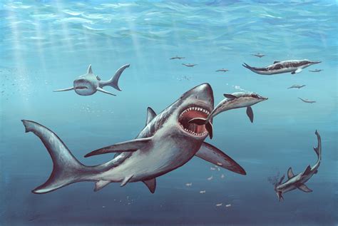 megalodon shark real photos|11 Facts About Megalodon, the Giant Prehistoric .
